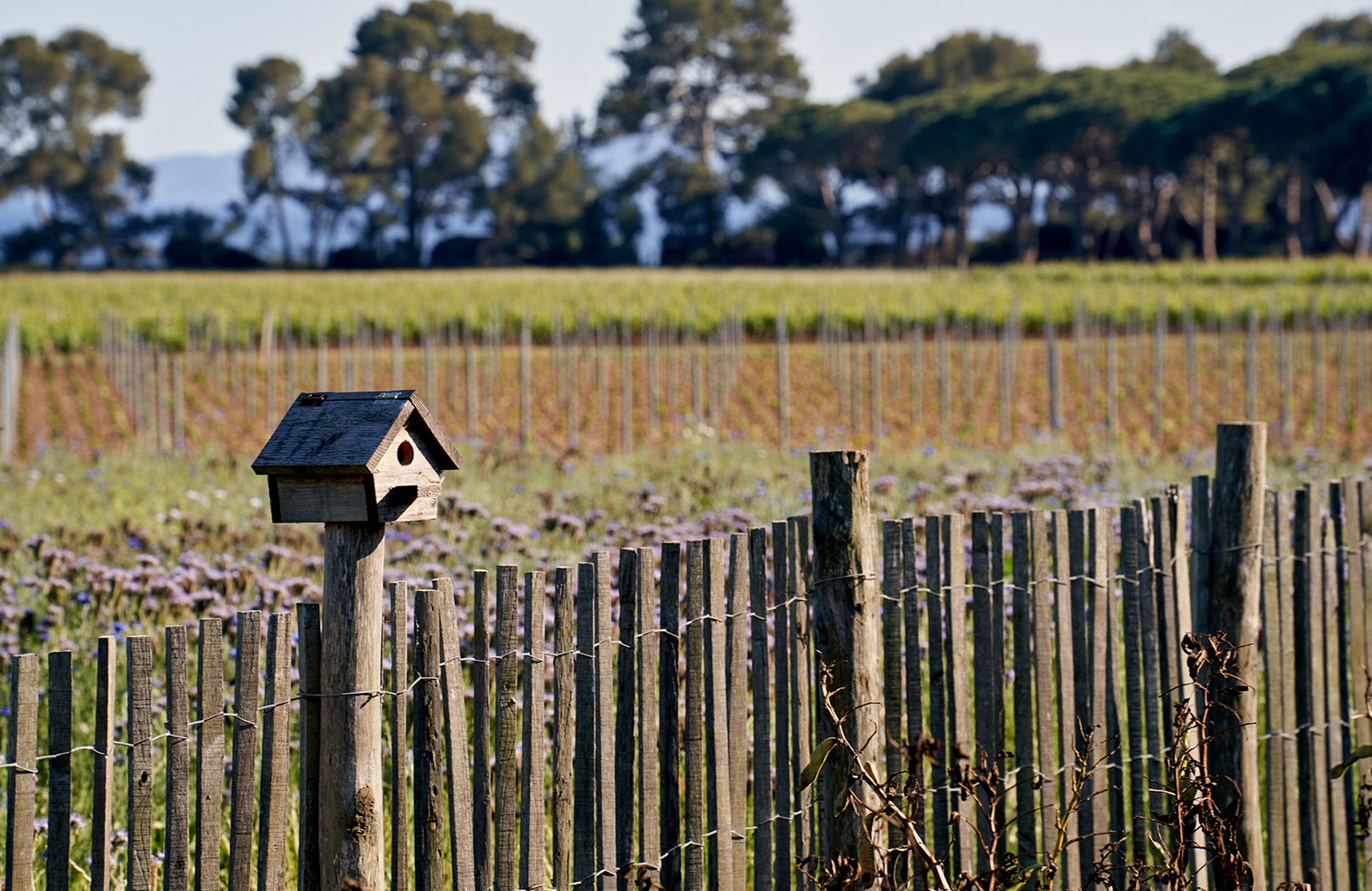 un-nichoir-dans-les-vignes-du-clos-mireille-en-provence