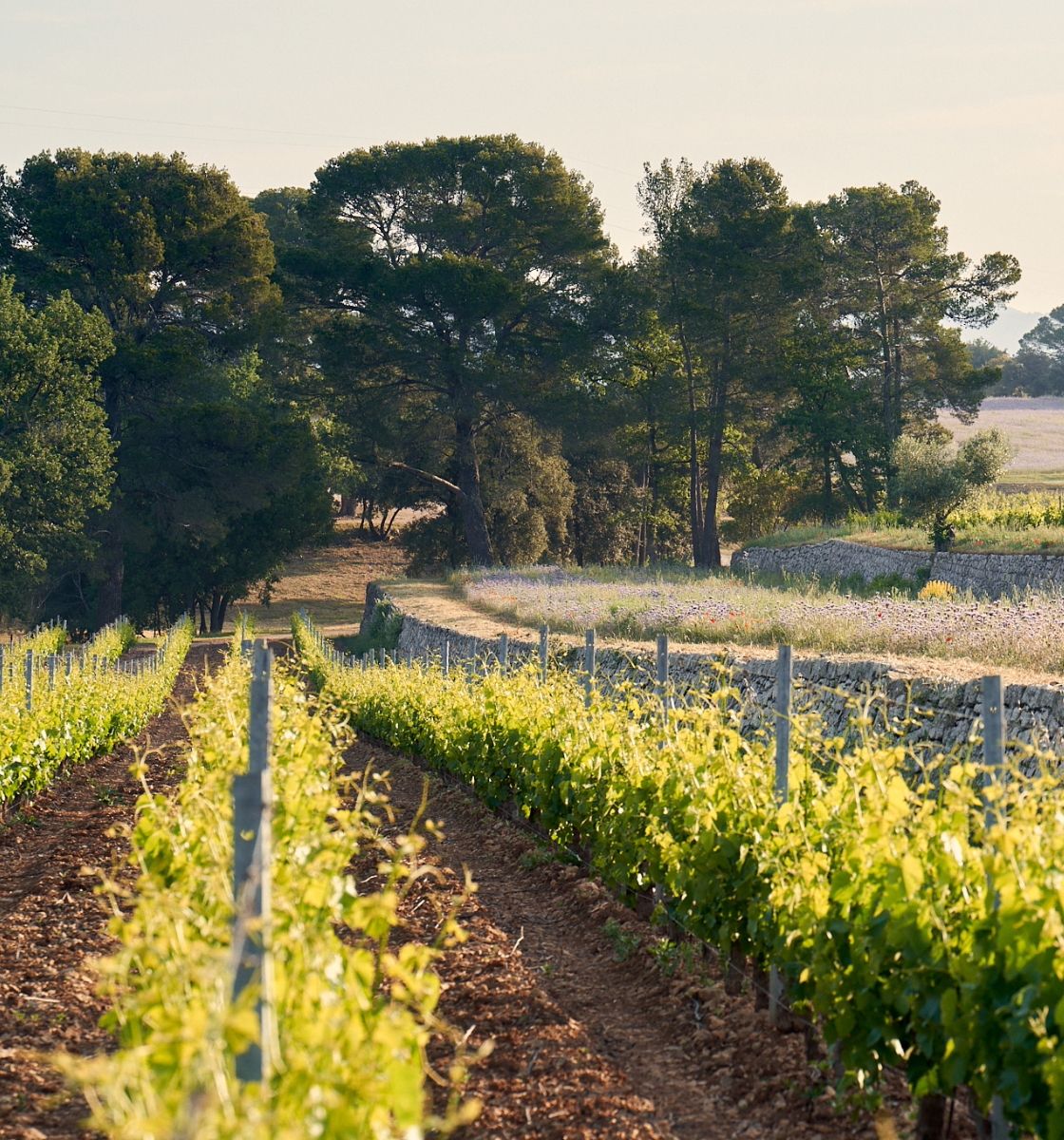 les-vignes-du-chateau-de-selle-en-provence
