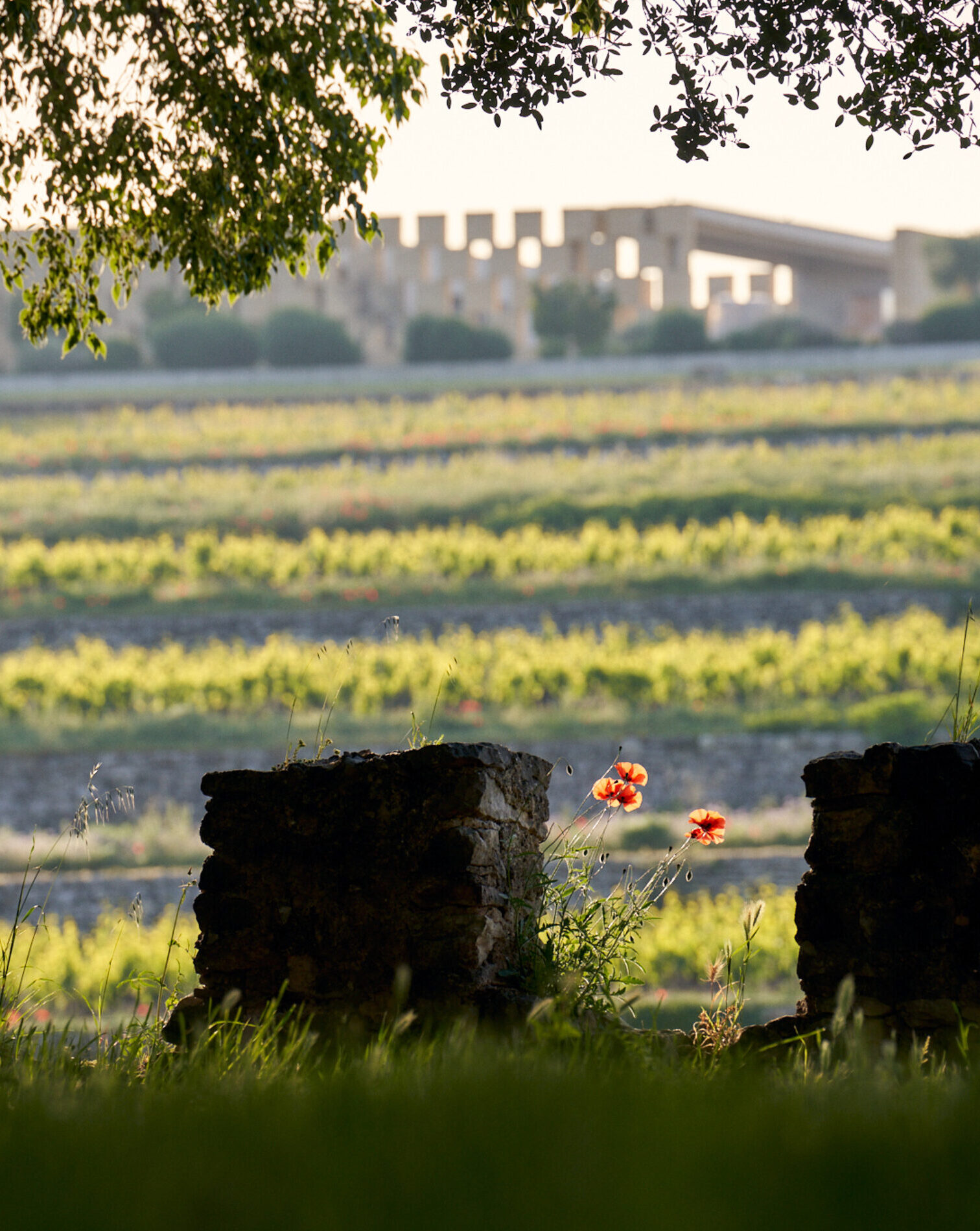 le-chateau-de-selle-entoure-de-vignes-en-terrasses
