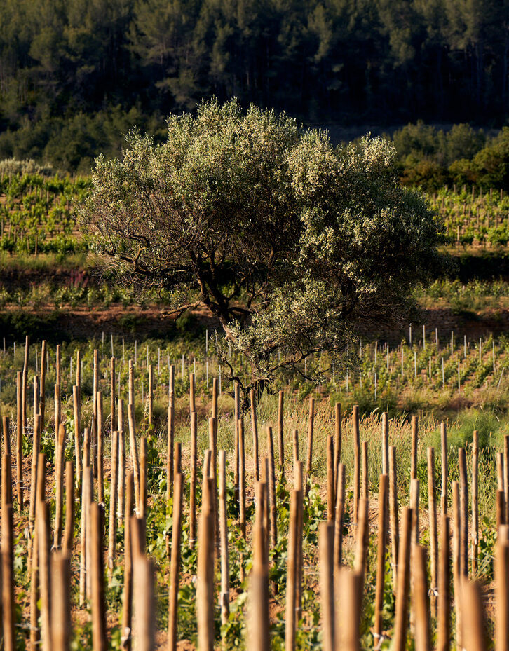 le-vignoble-du-chateau-romassan-conduit-sur-echalas-en-provence