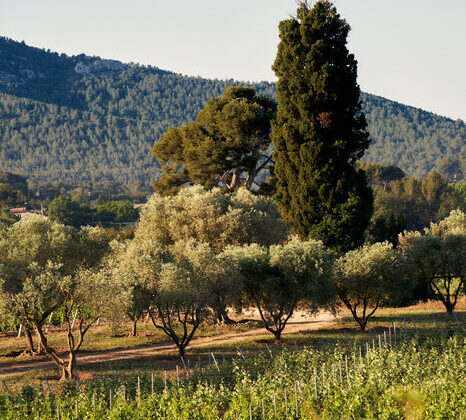 les-vignes-en-fleur-du-chateau-romassan