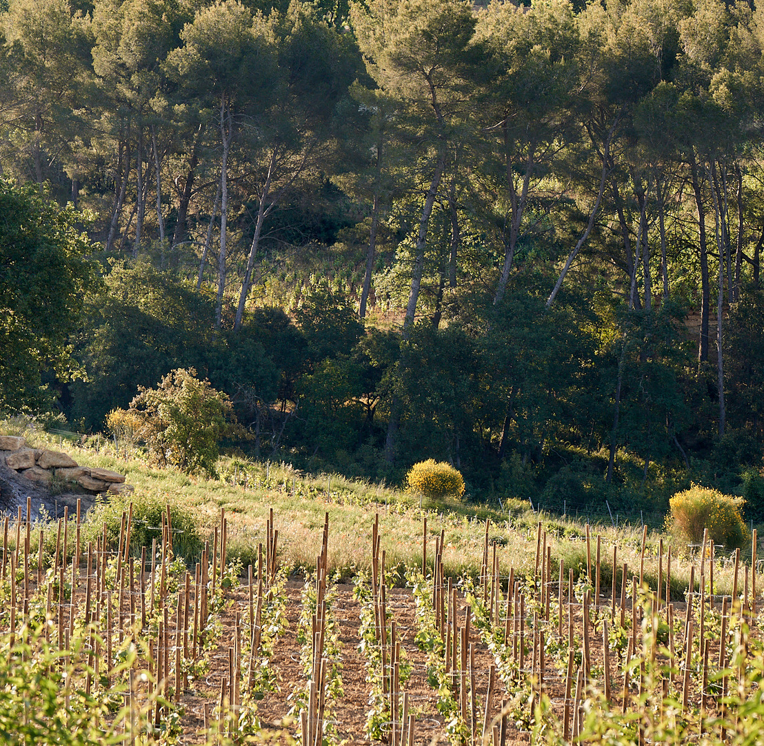 les-vignes-du-chateau-romassan-sur-echalas-avec-piquets-en-bois
