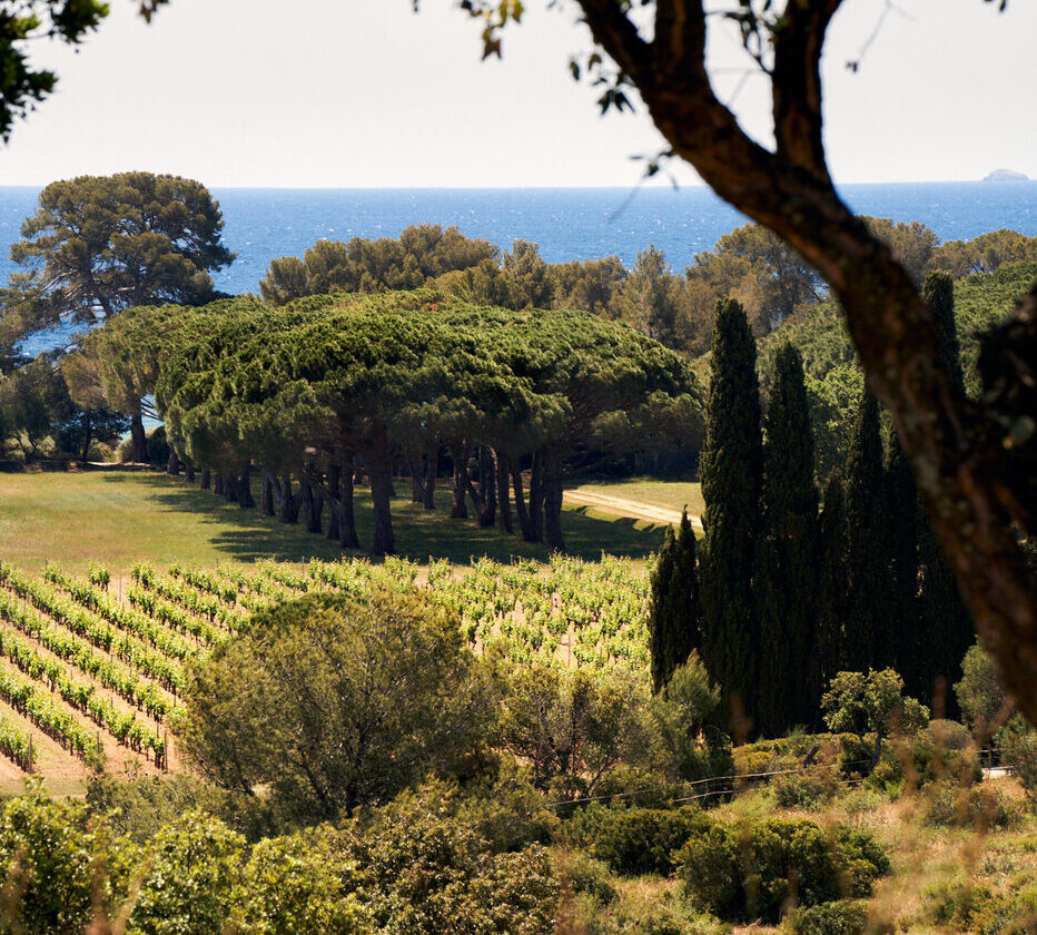 vue-sur-les-vignes-du-clos-mireille-en-proximite-directe-avec-la-mer