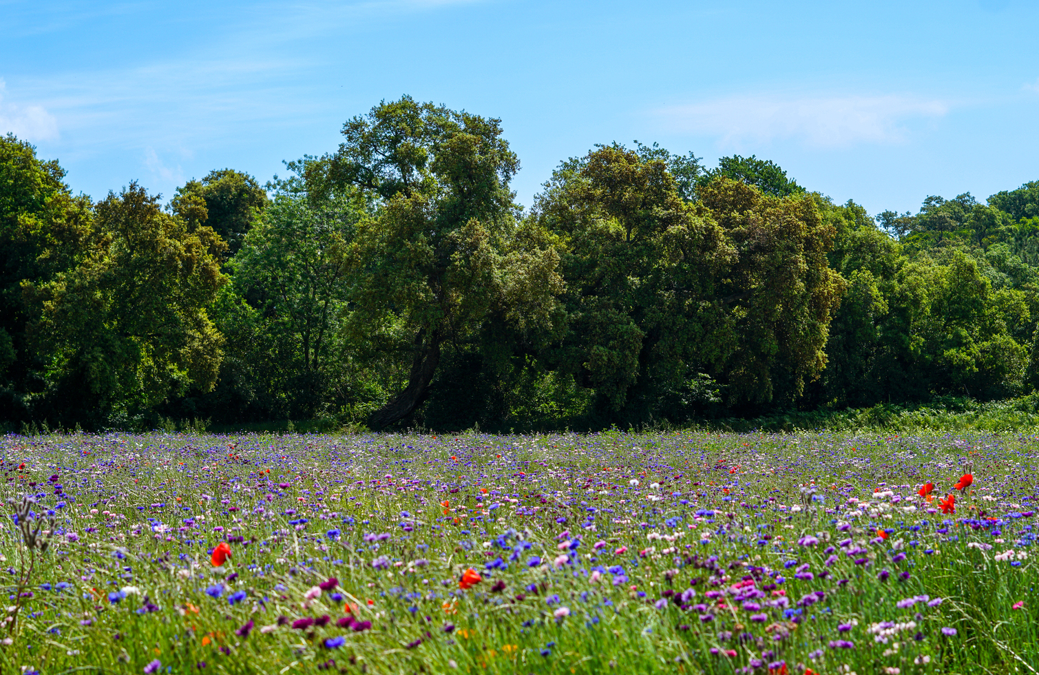 les-jacheres-en-fleur-dans-la-nature-provencale