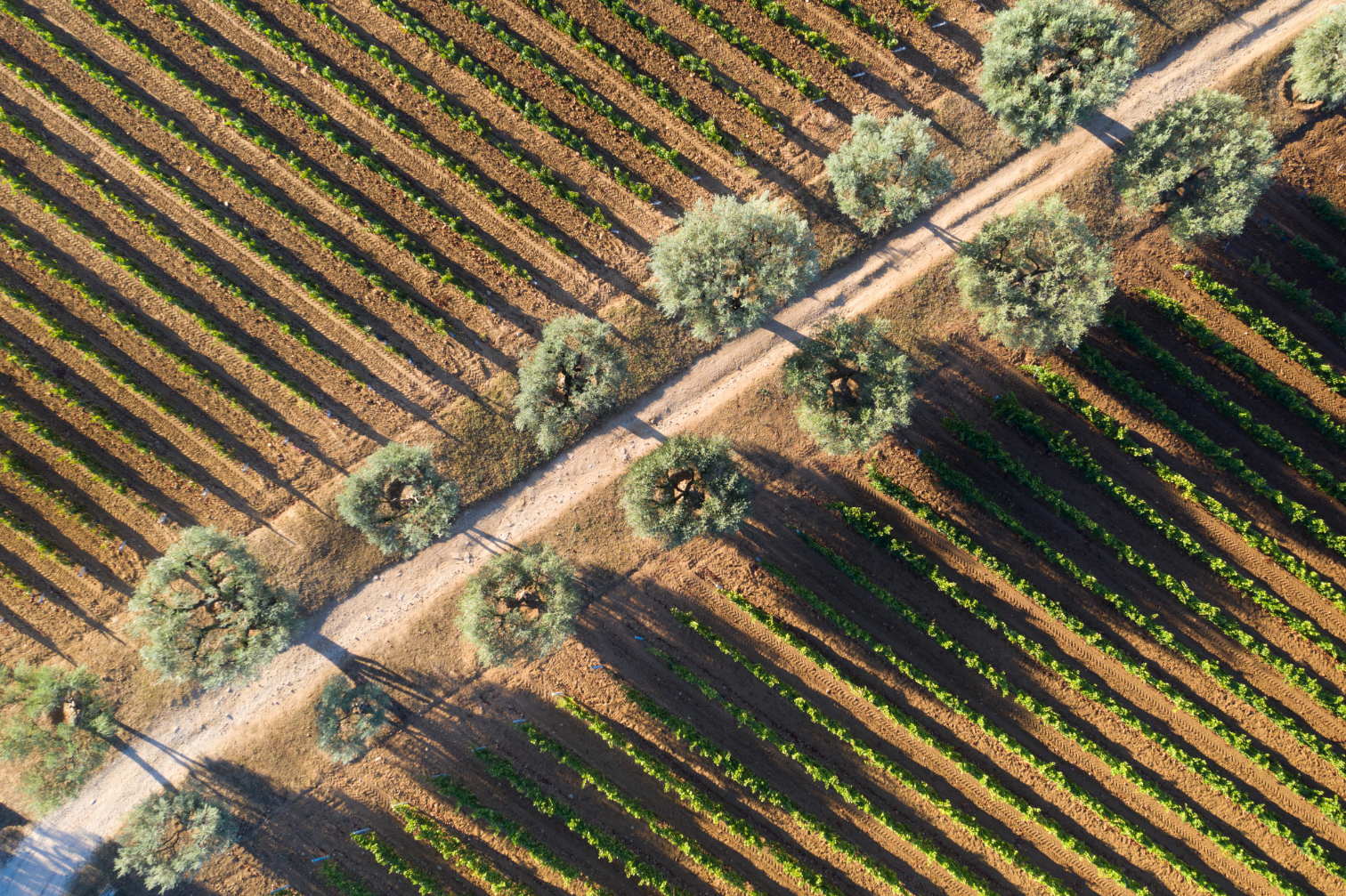 portrait-de-jean-francois-ott-dans-les-vignes
