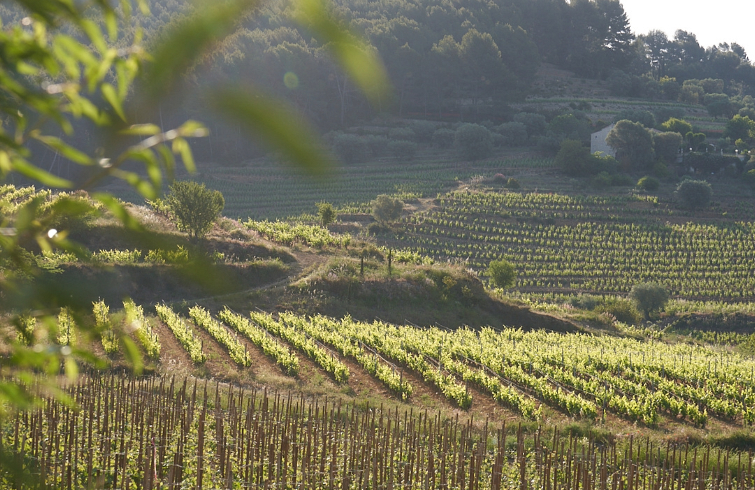 vue-des-vignes-du-chateau-romassan