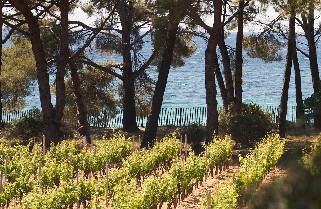 les-vignes-des-domaines-ott-au-clos-mireille