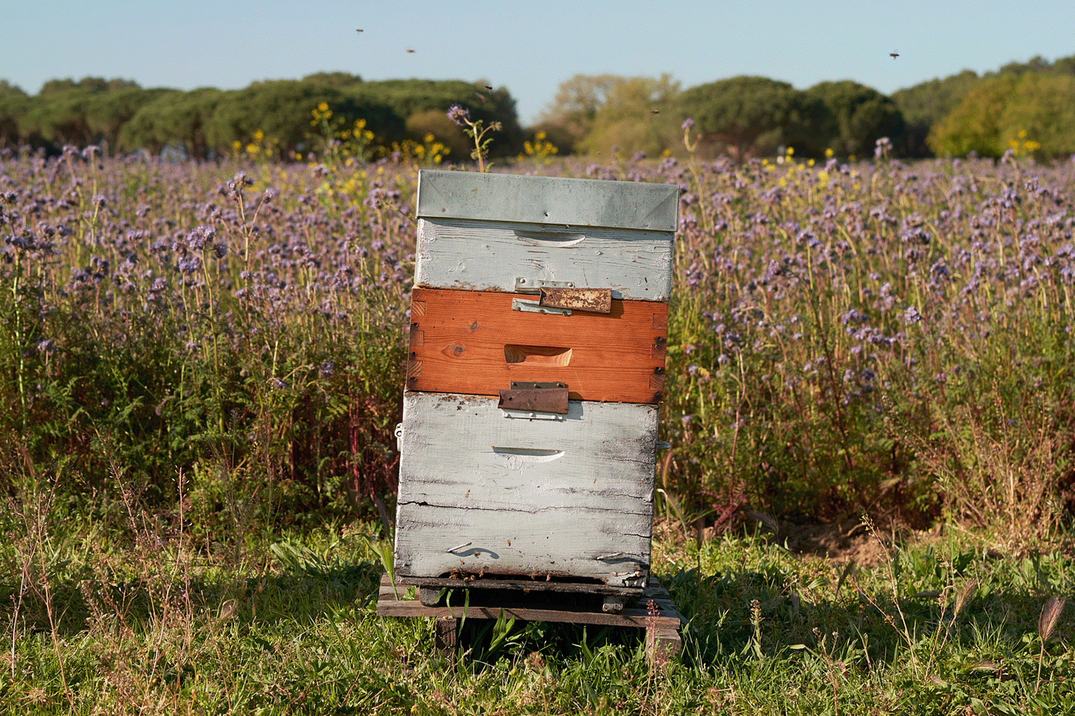 une-ruche-au-cœur-du-vignoble-ott-en-provence