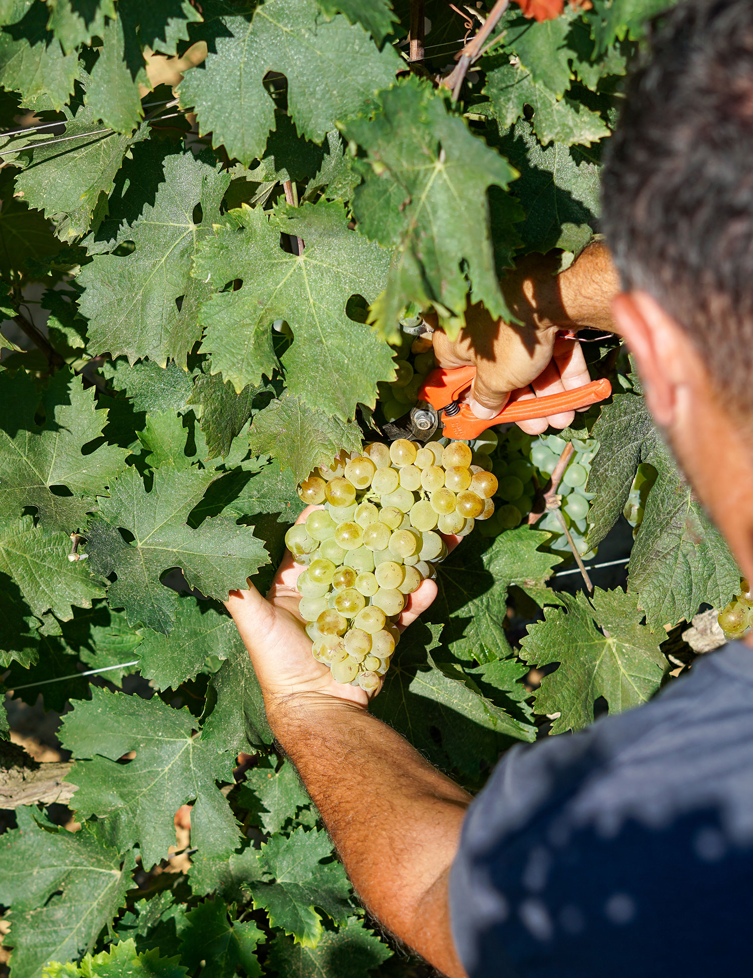 un-vendangeur-cueille-une-grappe-de-raisin-blanc-cepage-rolle