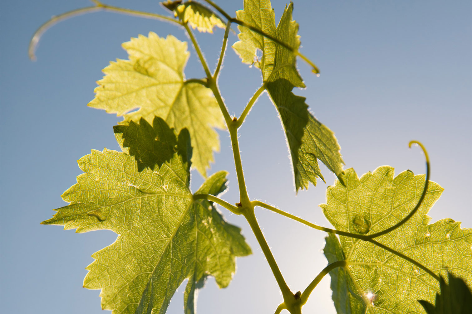 domaines-ott-le-vignoble-du-domaine-sous-le-soleil-de-provence